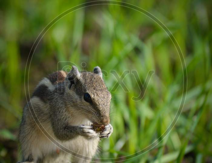 Squirrel eating pieces of nuts. Squirrels are members of the family Sciuridae, a family that includes small or medium-size rodents