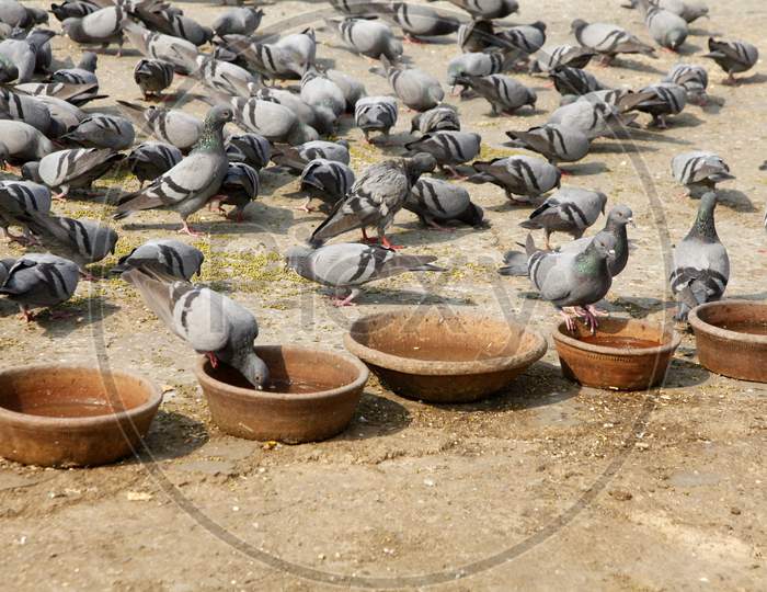 A Group of Pigeons on the Road