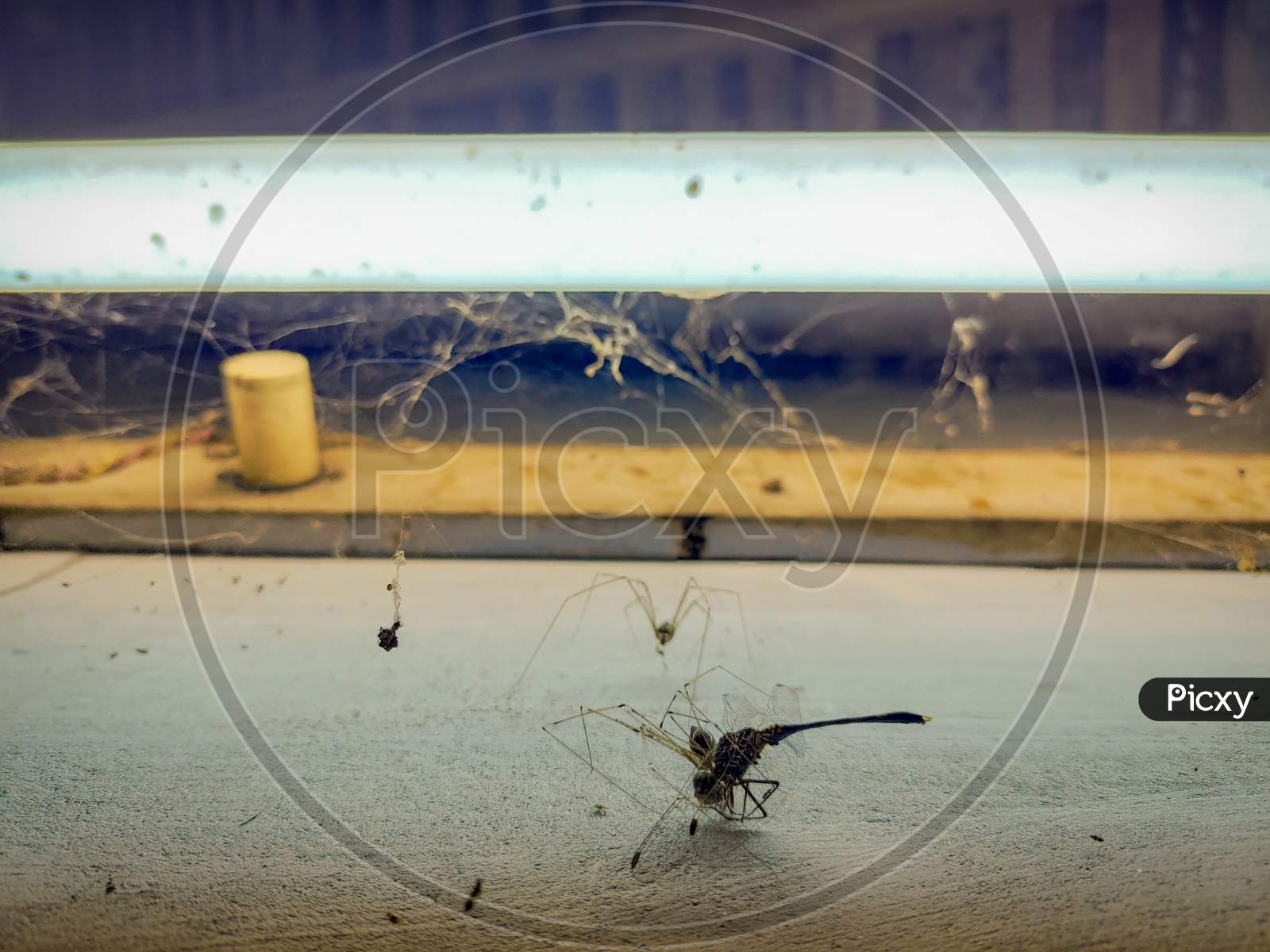 Grasshopper struck in the spider web, background yellow tubelight view