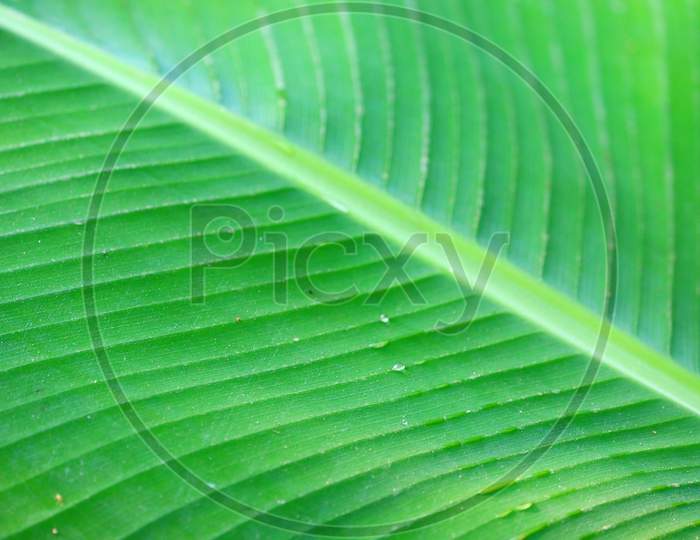 Green Leaf Banana Palm