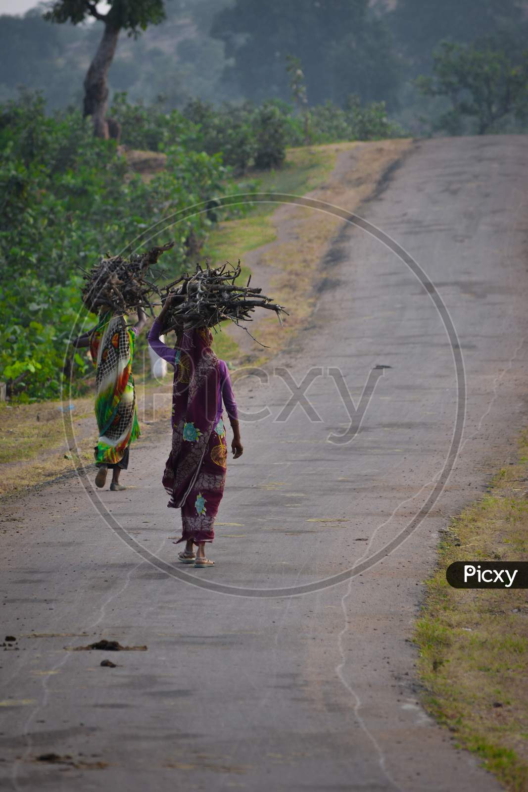 indian women carrying wood branchs on their heads. Indian girl carrying wood on head at the road, An Indian rural scene.