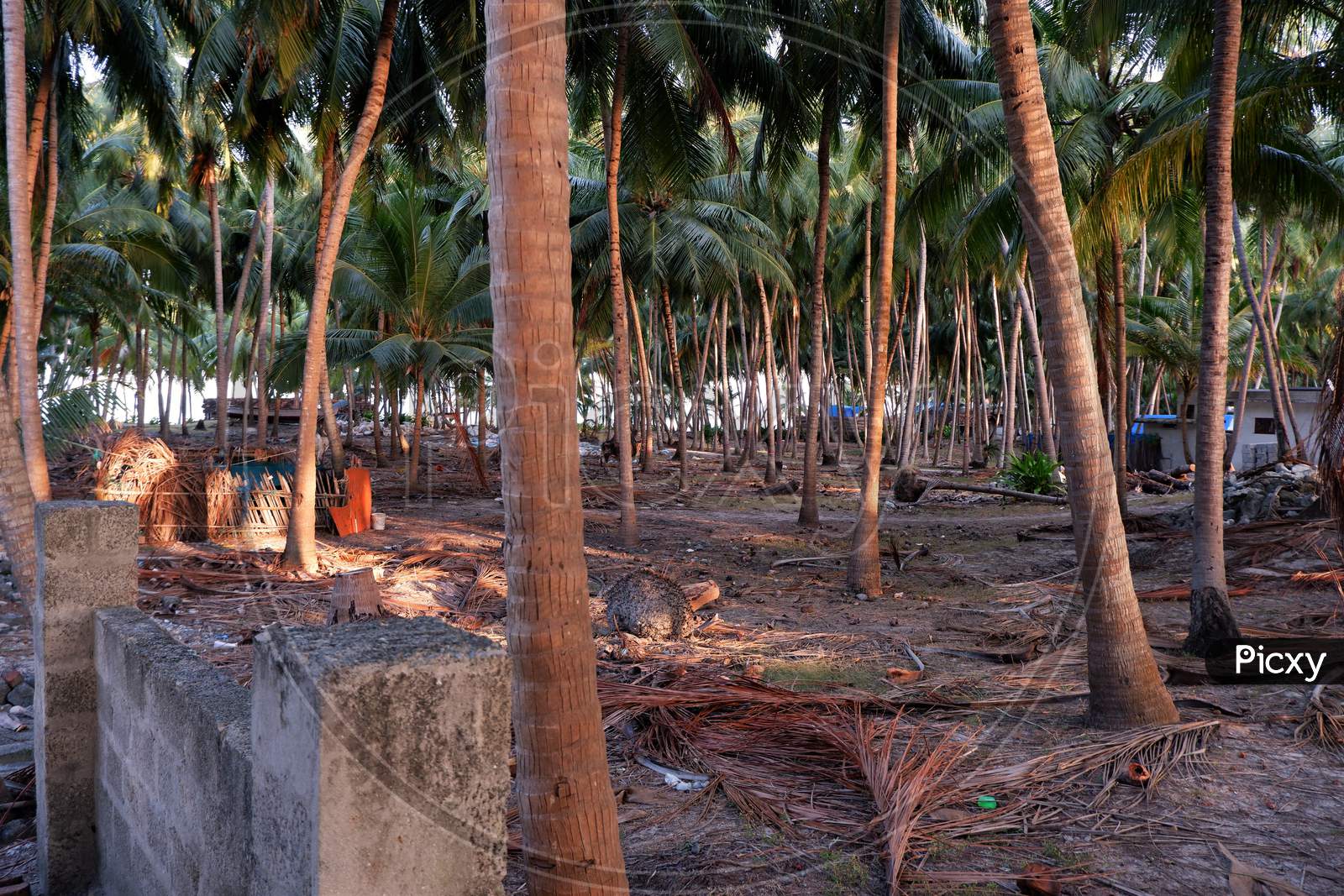 Beautiful  Lakshadweep island  beach , coconut tree farm  , nature holiday vacation