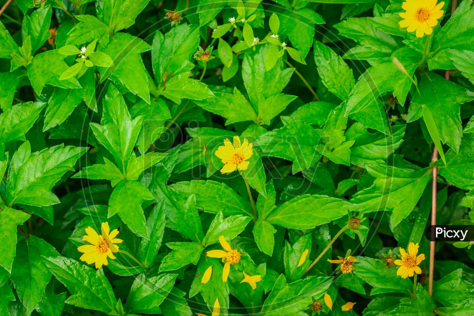 Small Yellow Flower Surrounded By Its Green Leafs