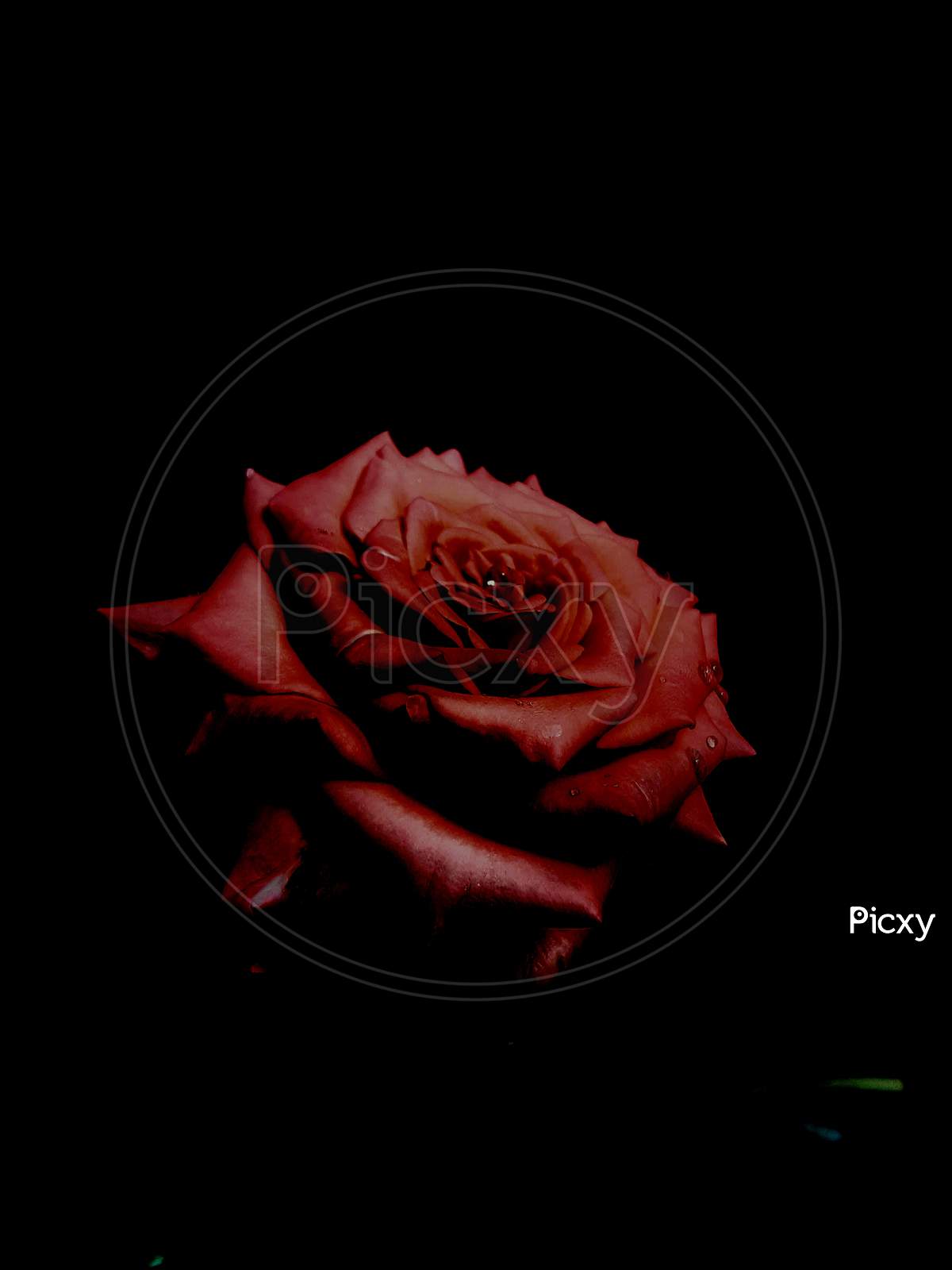 Red Rose flower in black baground