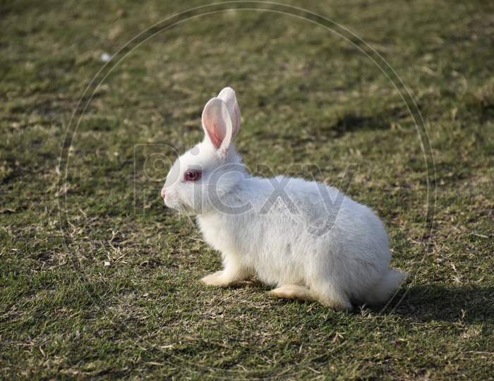 A White Rabbit In Park