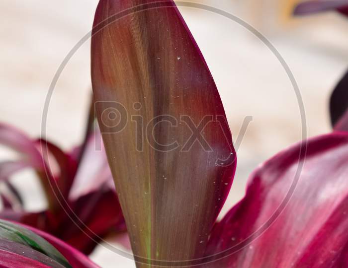 close up of pink leaves, beautiful flowers leaves