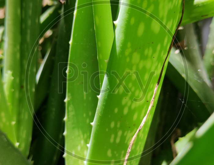 Closrup macro shot of alovera plants.