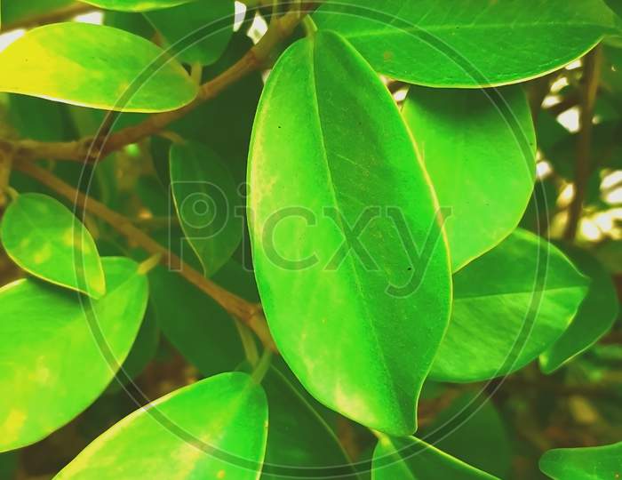Abstract View Of A Big Leaf In A Bunch Of Various Plants Leaves