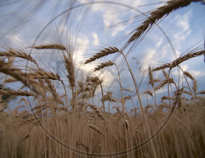 Low Angle View Of Ears Of Wheat