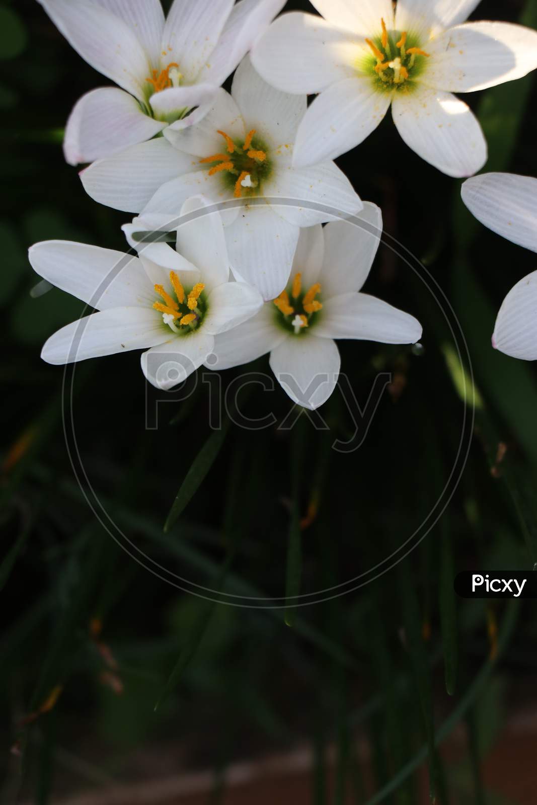 Beautiful White Lily Which Belongs To Species Lilium With Copy Space