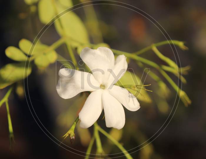 White Flower With Blurred Background