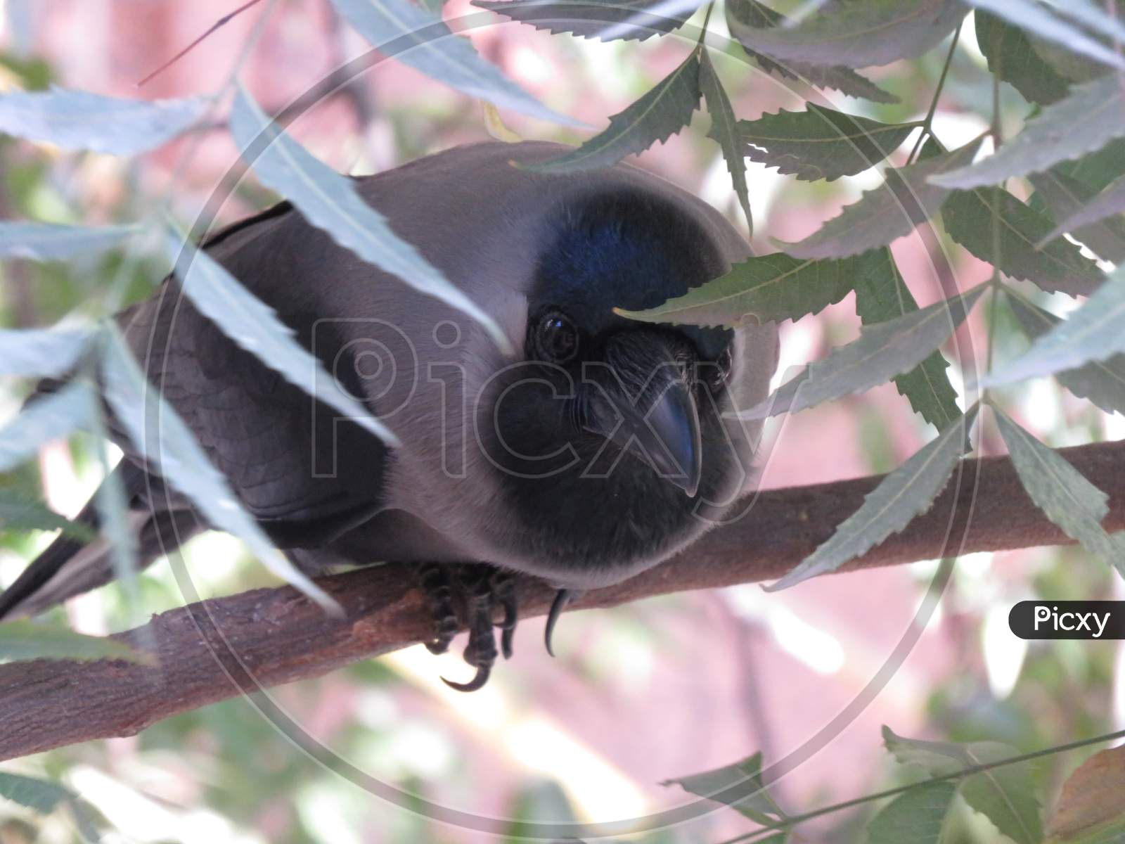 Crow on the Branch of  Neem Tree