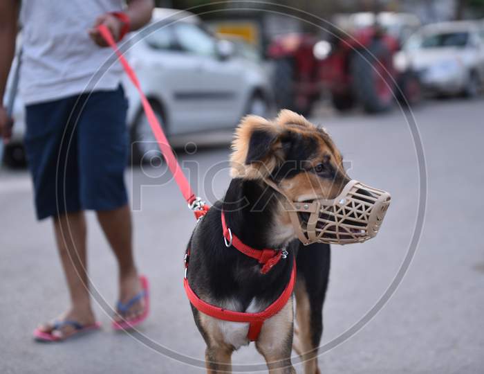 A pet dog seen with a face mask amid fears of coronavirus, Hyderabad, May 22, 2020