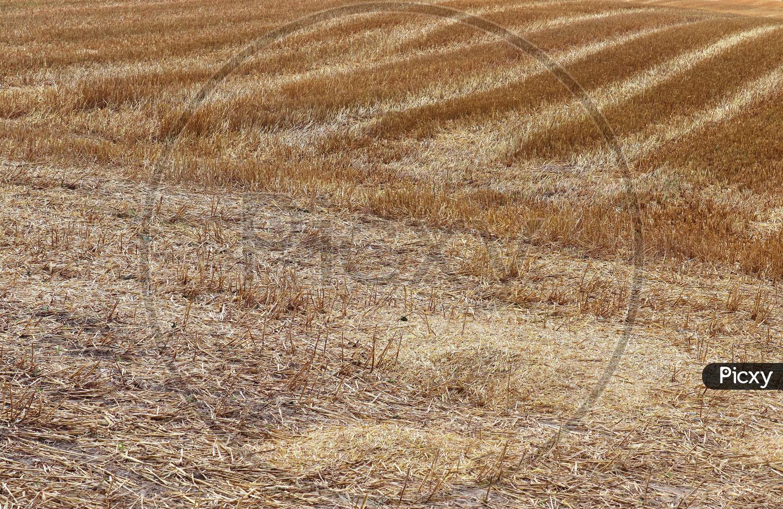 Detailed close up view on agricultural fields with wheat and crop plants ready for harvesting