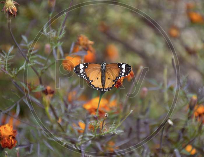 Monarch Butterfly or Milkweed Butterfly