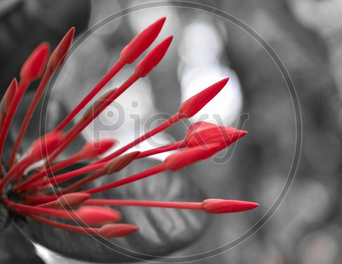 Red close up flowering plant beautiful flowers