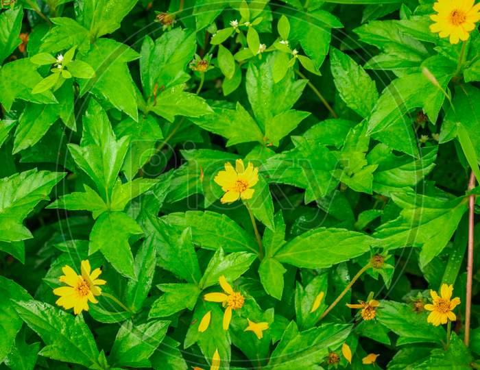 Small Yellow Flower Surrounded By Its Green Leafs