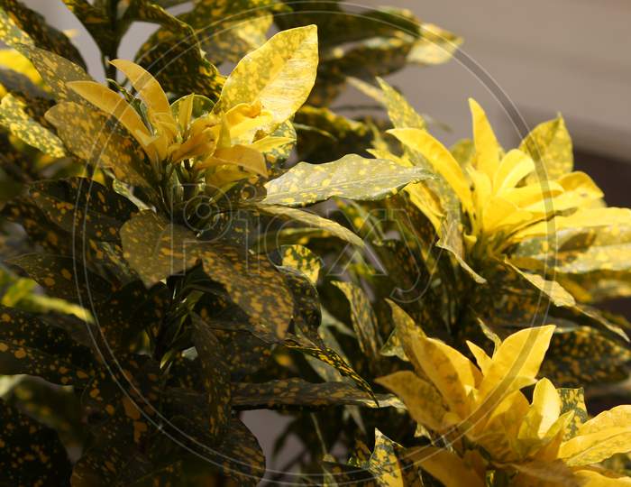 Yellow Croton Plant In Summer Background