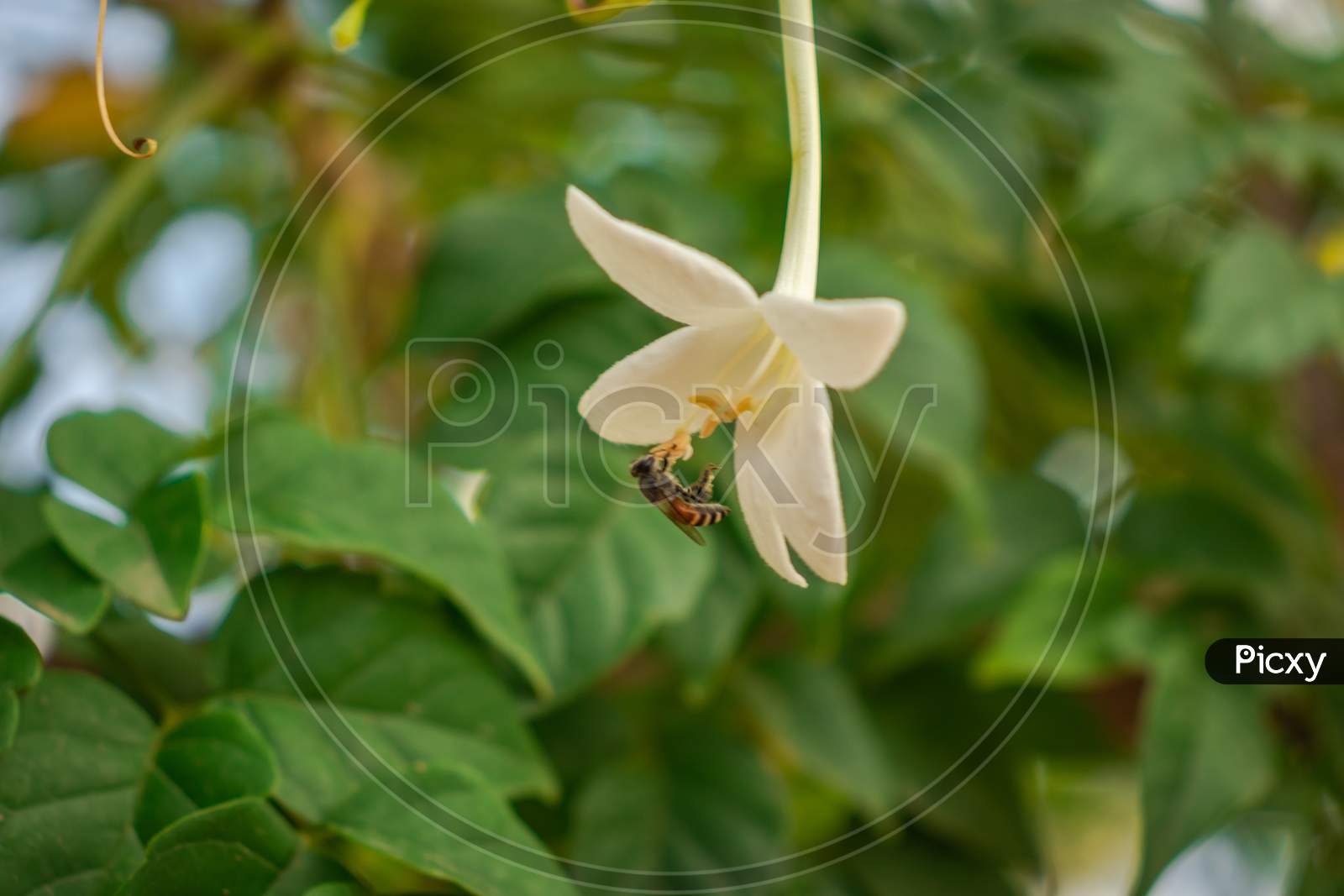 Honeybee Soaking The White Flower Juice