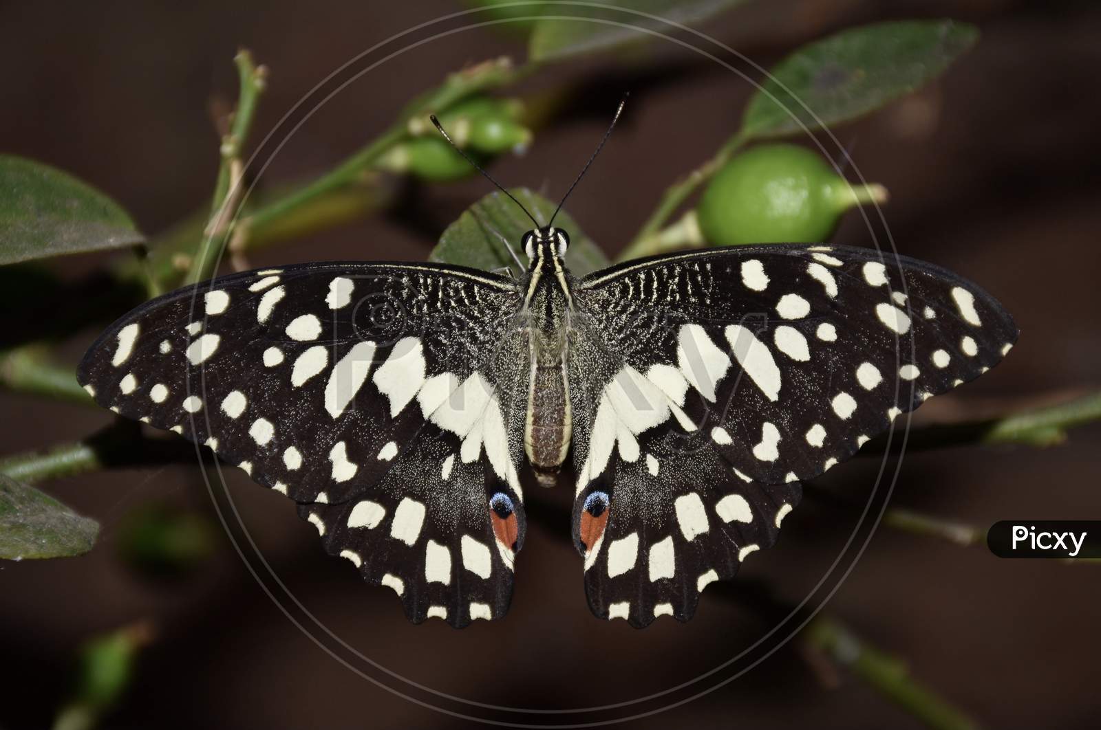 Lime Butterfly Or Lemon Butterfly (Papilio Demoleus) Is A Common And Widespread Swallowtail Butterfly