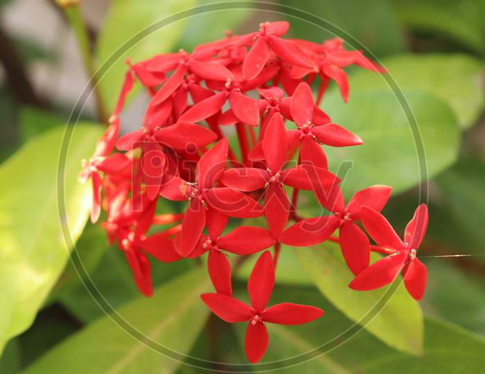 Red Flower With Blurred Background