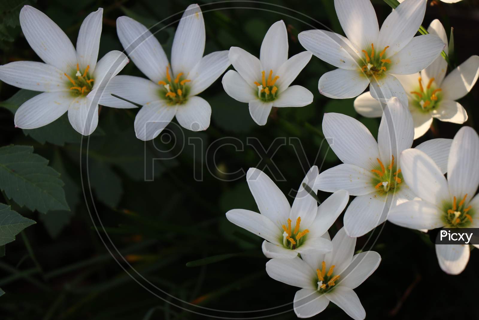 Beautiful White Lilies In Flower Garden