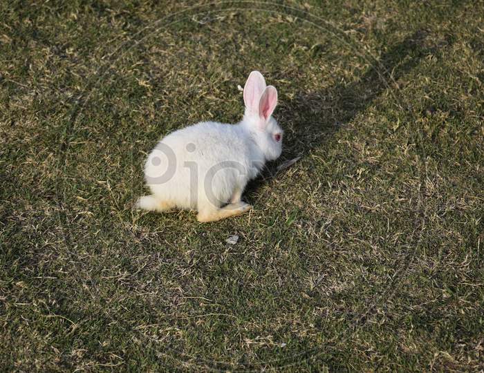 A White Rabbit In Park