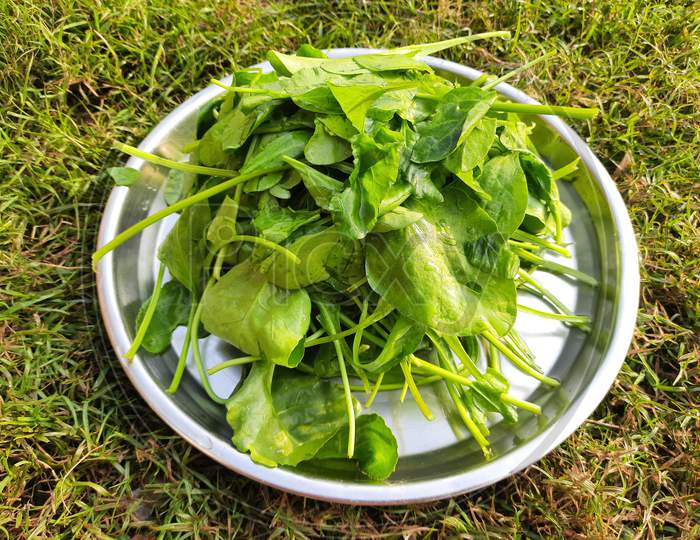 Spinach leaves on plate in green background.