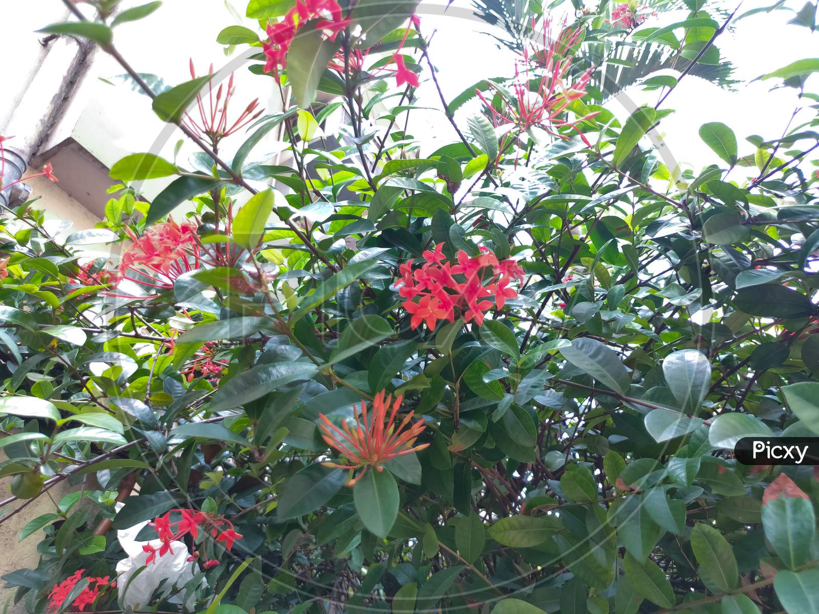 A Beautiful Bougainvillea Flower