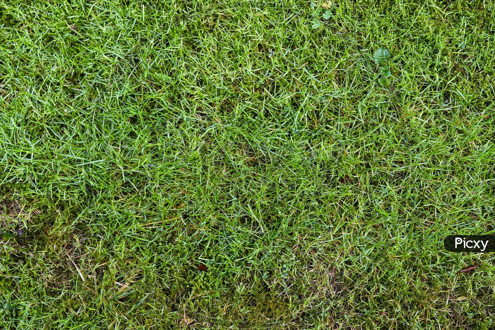 Close up surface of green grass on a meadow on a sunny summer day