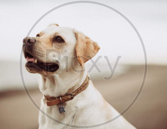 Loyal Dog in standing position looking towards sky