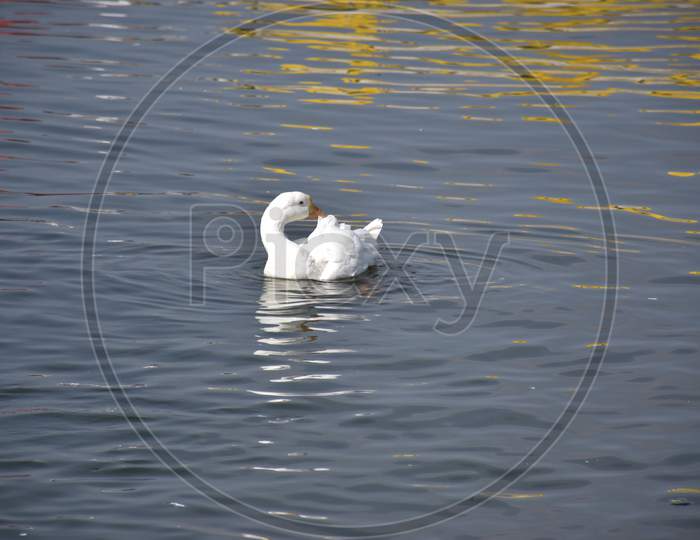 White Duck Swimming In The Lake