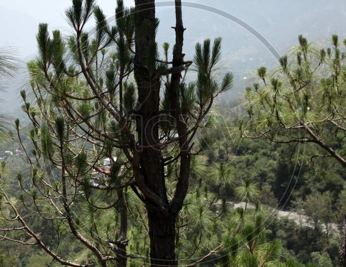 selective focus on a tree with mountains in the Background