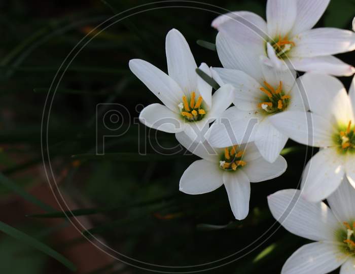 Fully Bloomed White Lilies Which Belongs To Lilium Species