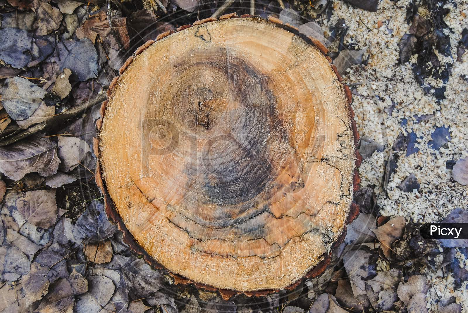 Texture Of A Old Wooden Log With Of Age Lines Marks Surrounded By Wet Leaves And Sawdust