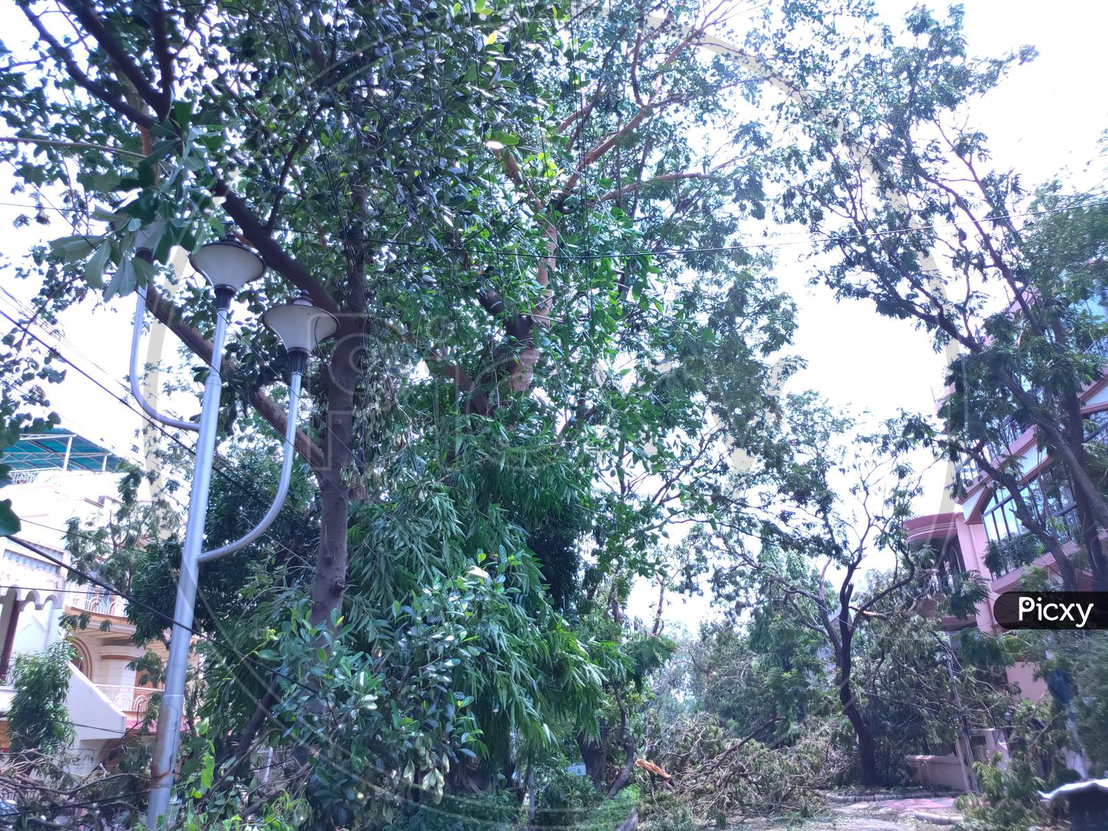 Trees Are Fallen Into The Roadside After Amphan Cyclone