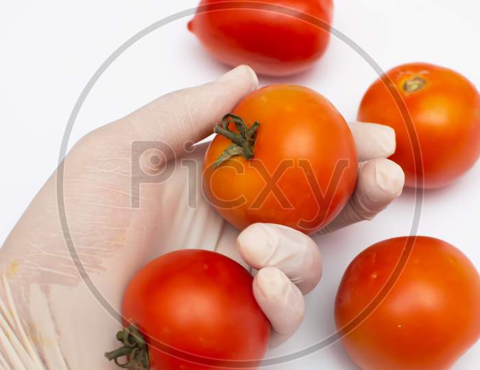 Tomatoes placed on a hand wearing a white glove