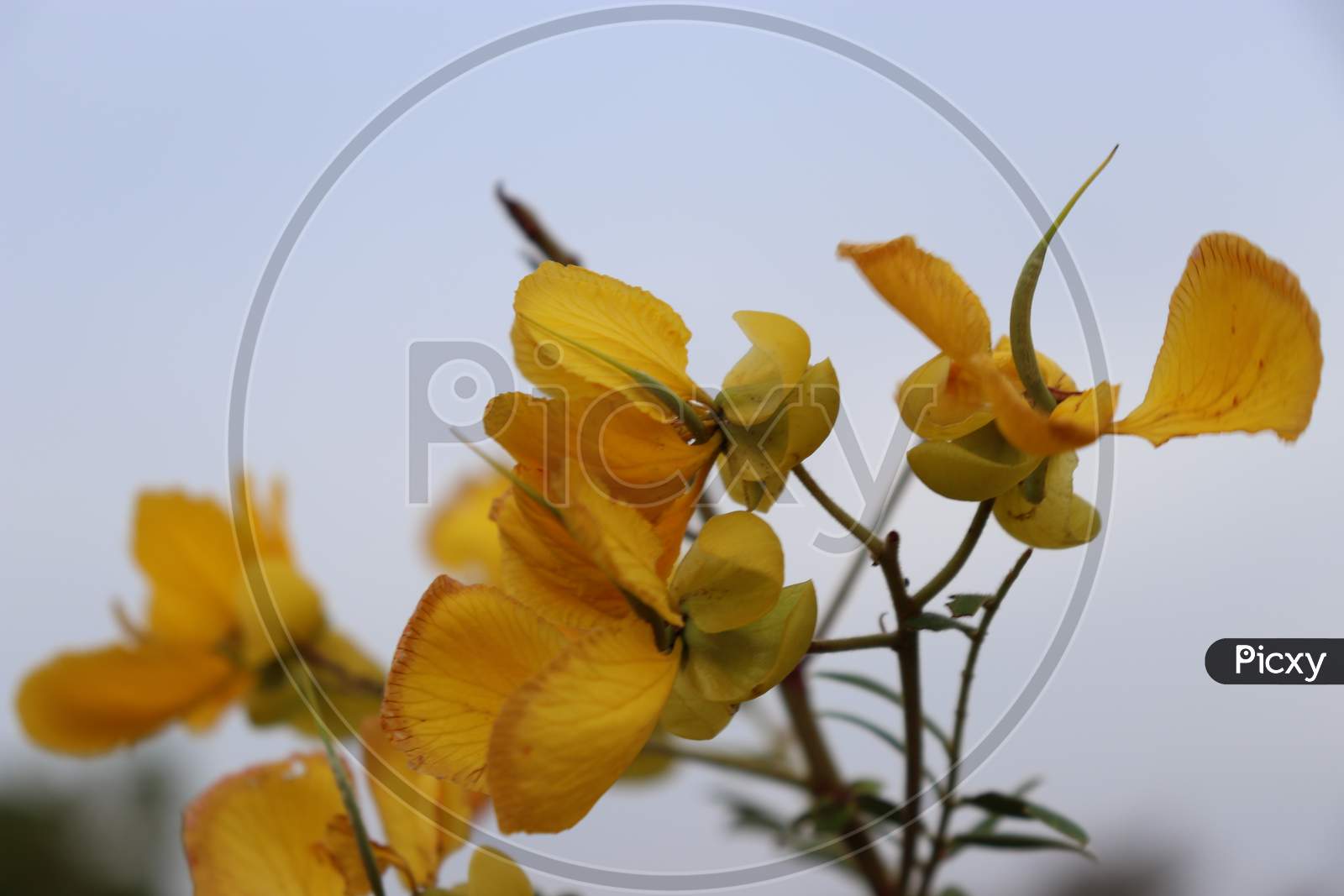 Yellow Flower With Blurred White Background