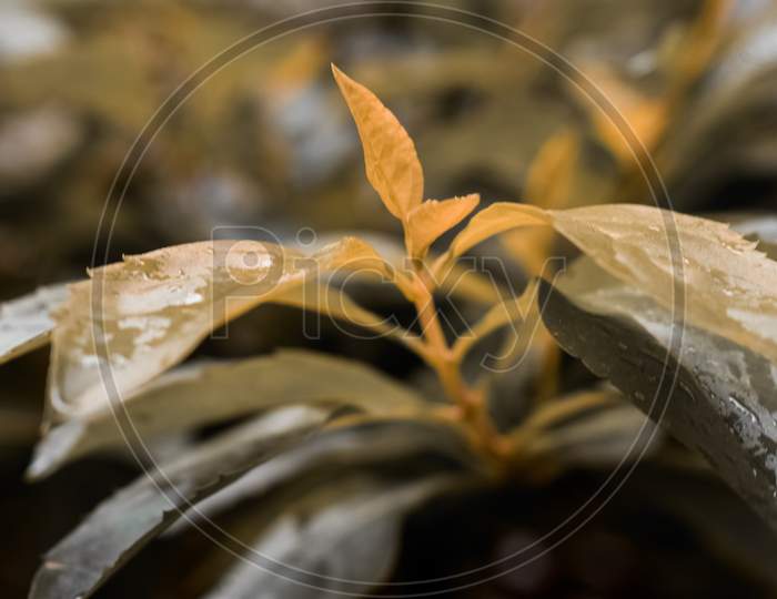 Botany closeup leaves photography