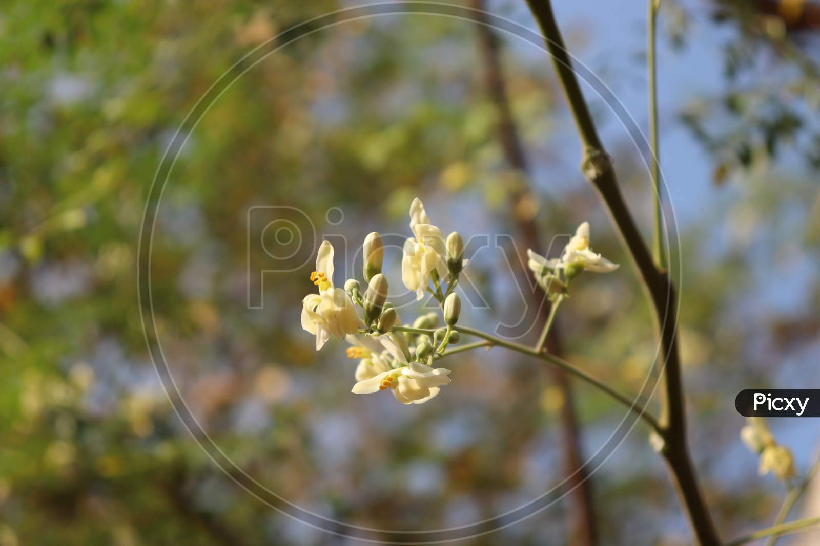 White Flower With Blurred Sky Background