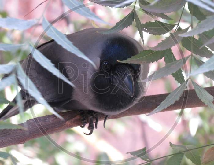 Crow on the Branch of  Neem Tree