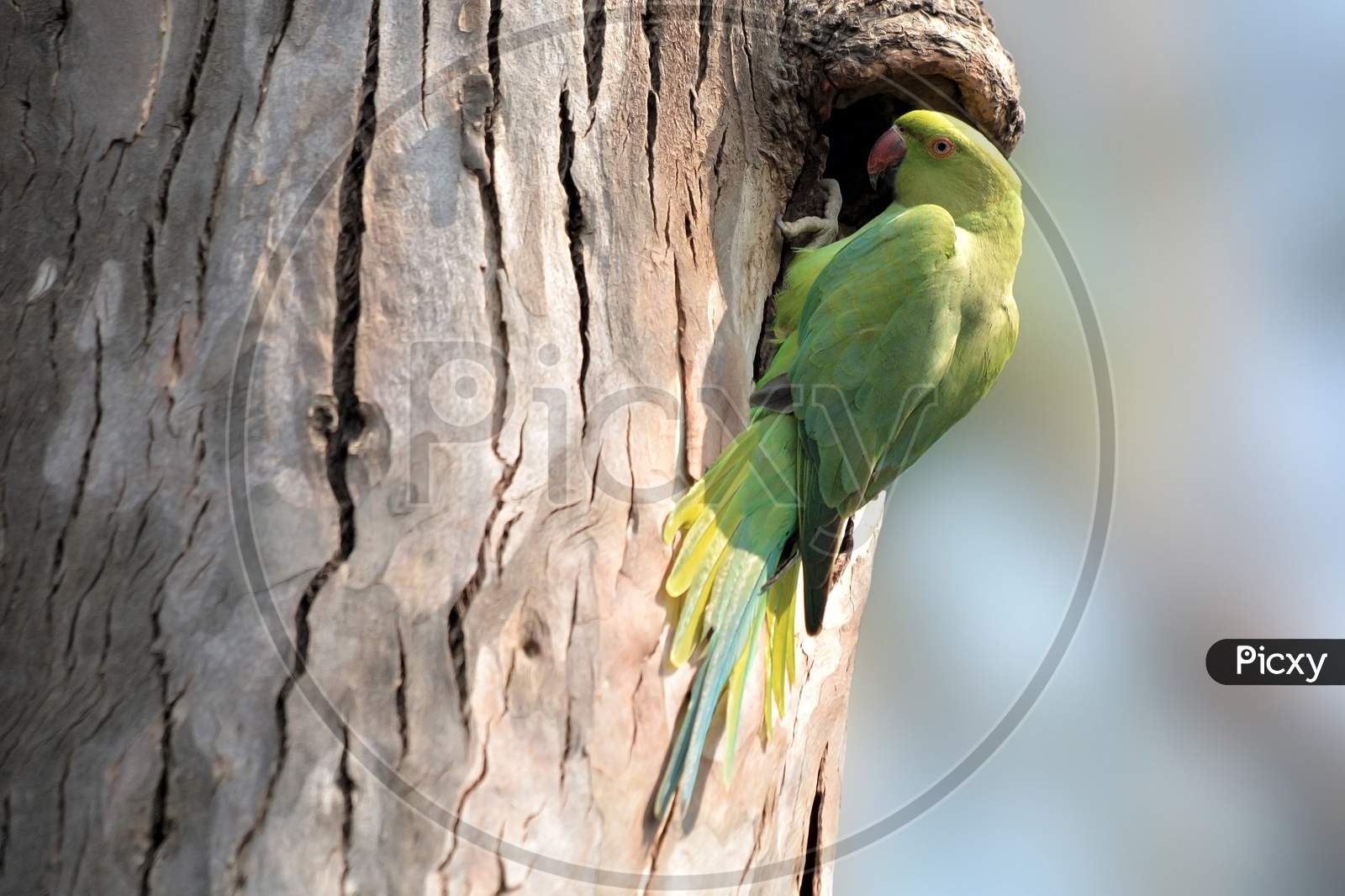 Rose-Ringed Parakeet In The Tree Of Nesting Site
