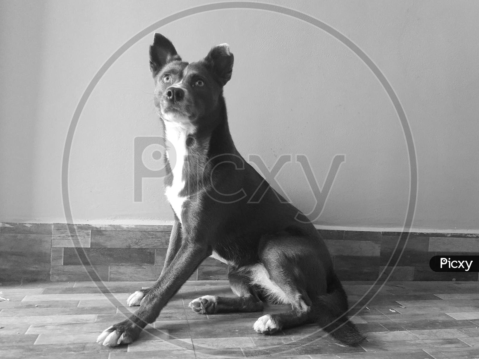 A Black and white portrait of female dog