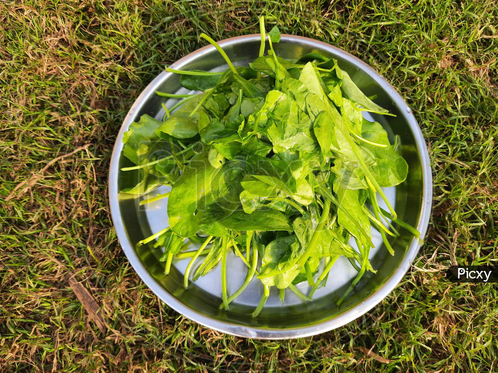 Spinach leaves on plate in green background.