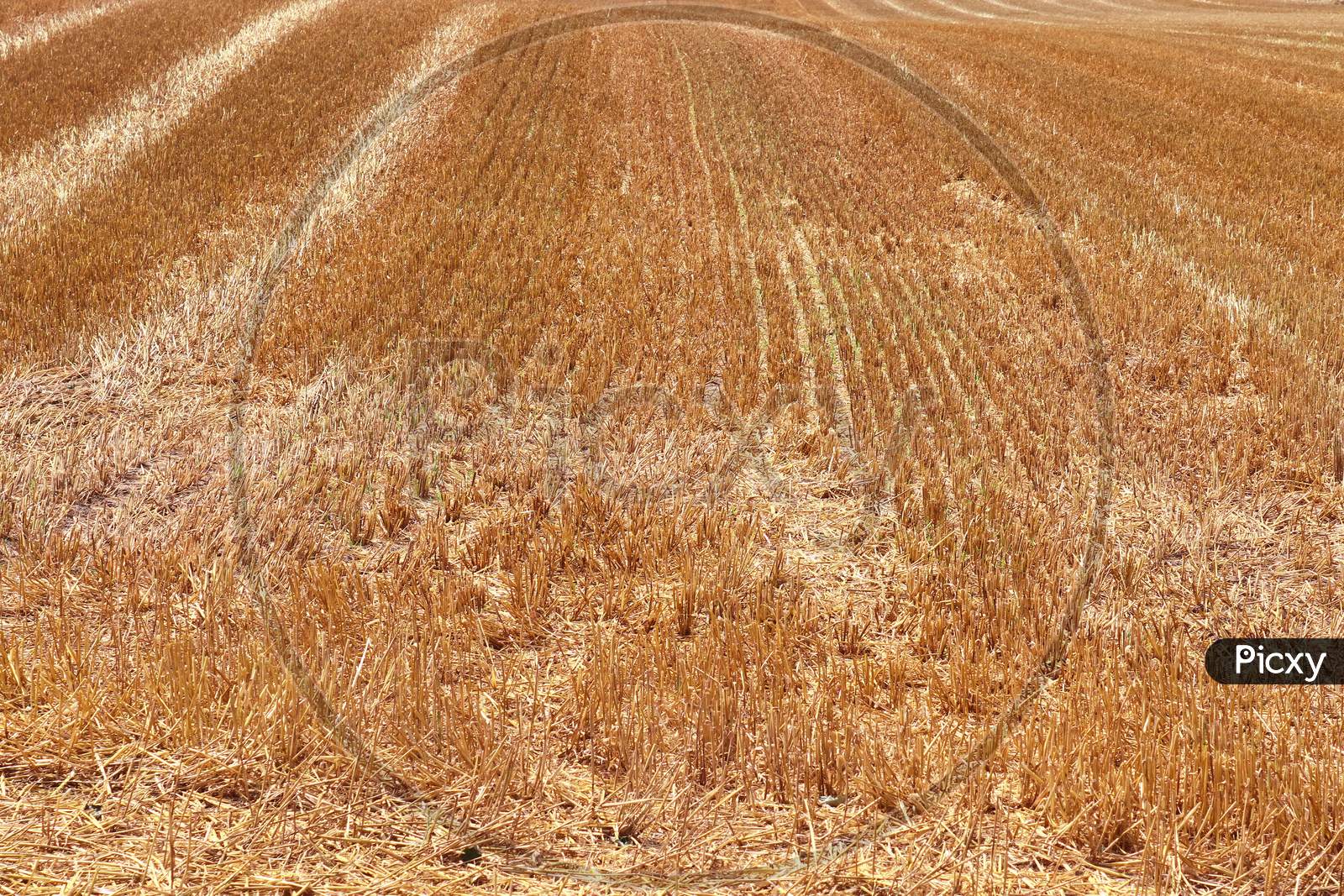 Detailed close up view on agricultural fields with wheat and crop plants ready for harvesting