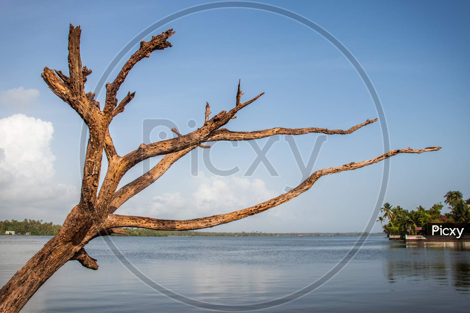 Isolated Dry Tree In An Unique Landscape Background