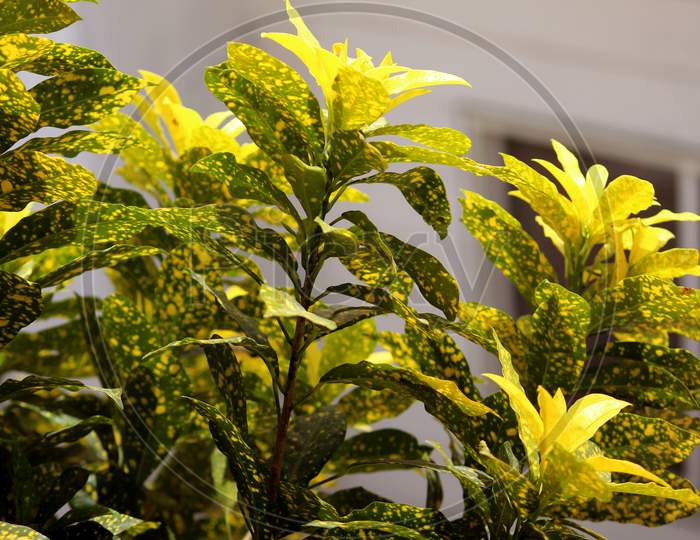 Yellow Croton Plant In Summer Background