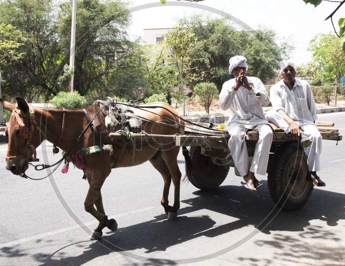 A couple of Old-Aged Men's travelling on a Horse Cart