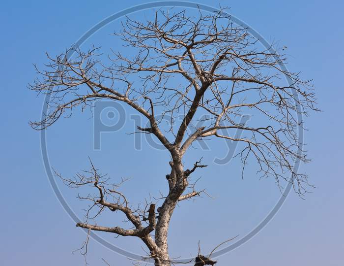 Single old and dead tree on blue sky background