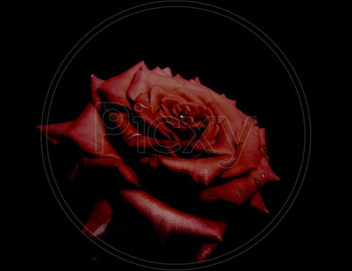 Red Rose flower in black baground